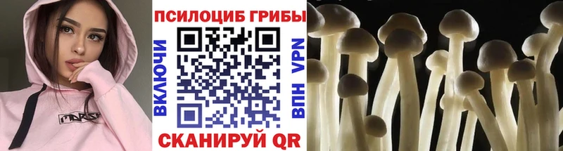 Псилоцибиновые грибы Psilocybe  blacksprut tor  Красный Кут  дарнет шоп 
